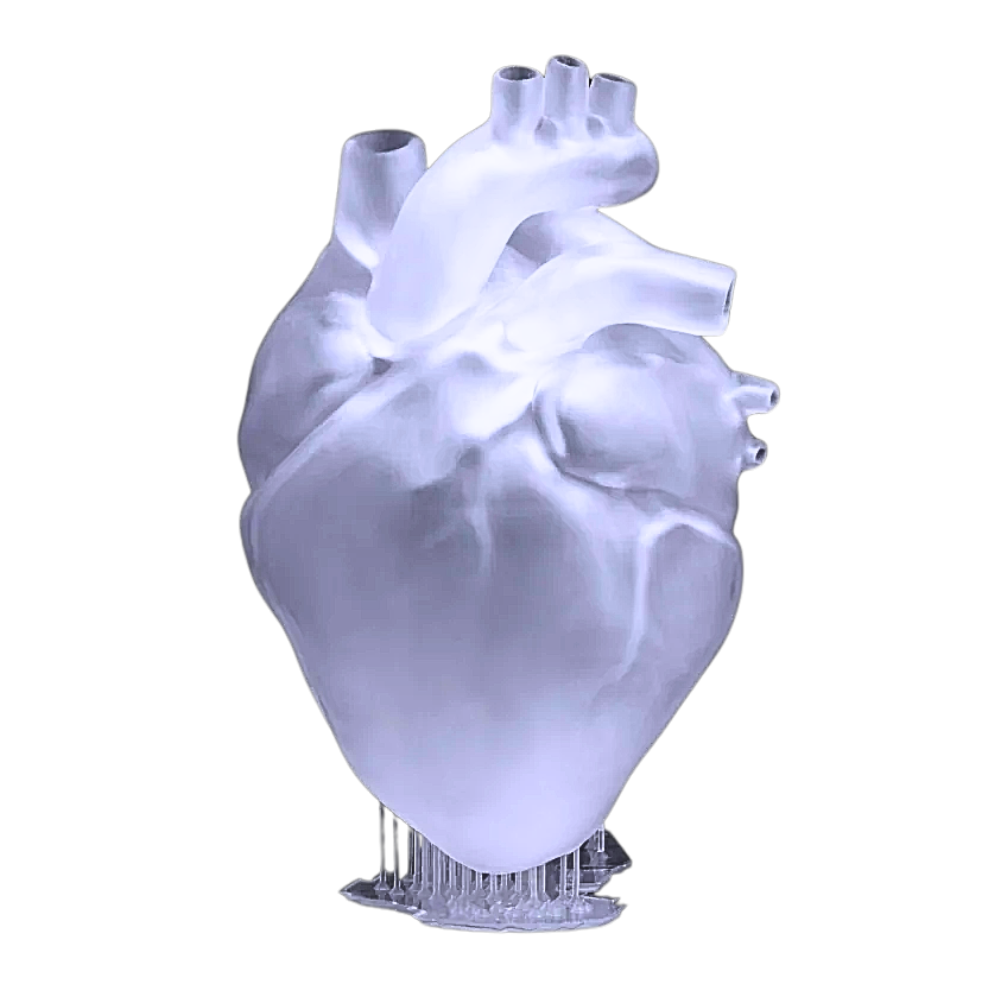 sla-3d-printed-transparent-human-organ-model