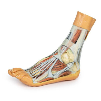 sla-3d-printed human-organ-model