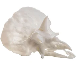 PRO9499-White printed triceratops skull model — Nexa3D white modeling resin sample