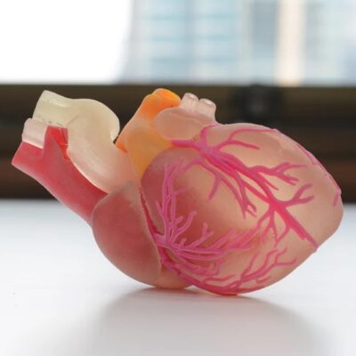 sla-3d-printed-transparent-human-organ-model
