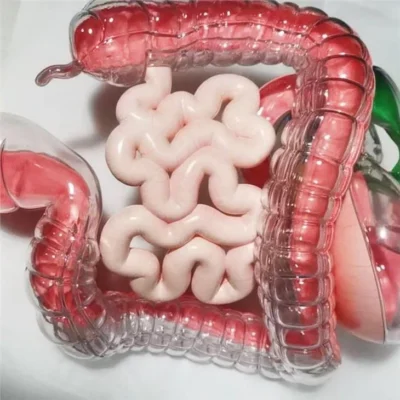 sla-3d-printed-transparent-human-organ-model